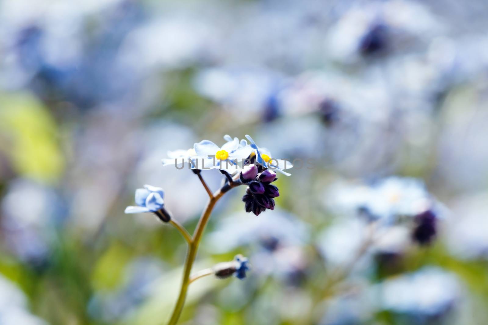 Forget-me-not flowers by shebeko