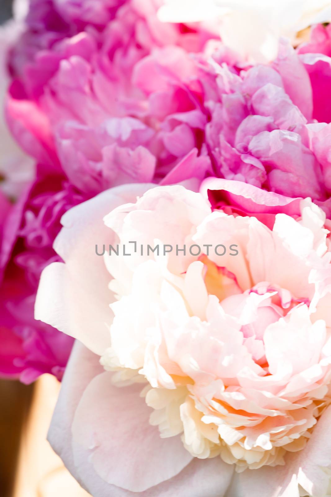 Rich bunch of peonies