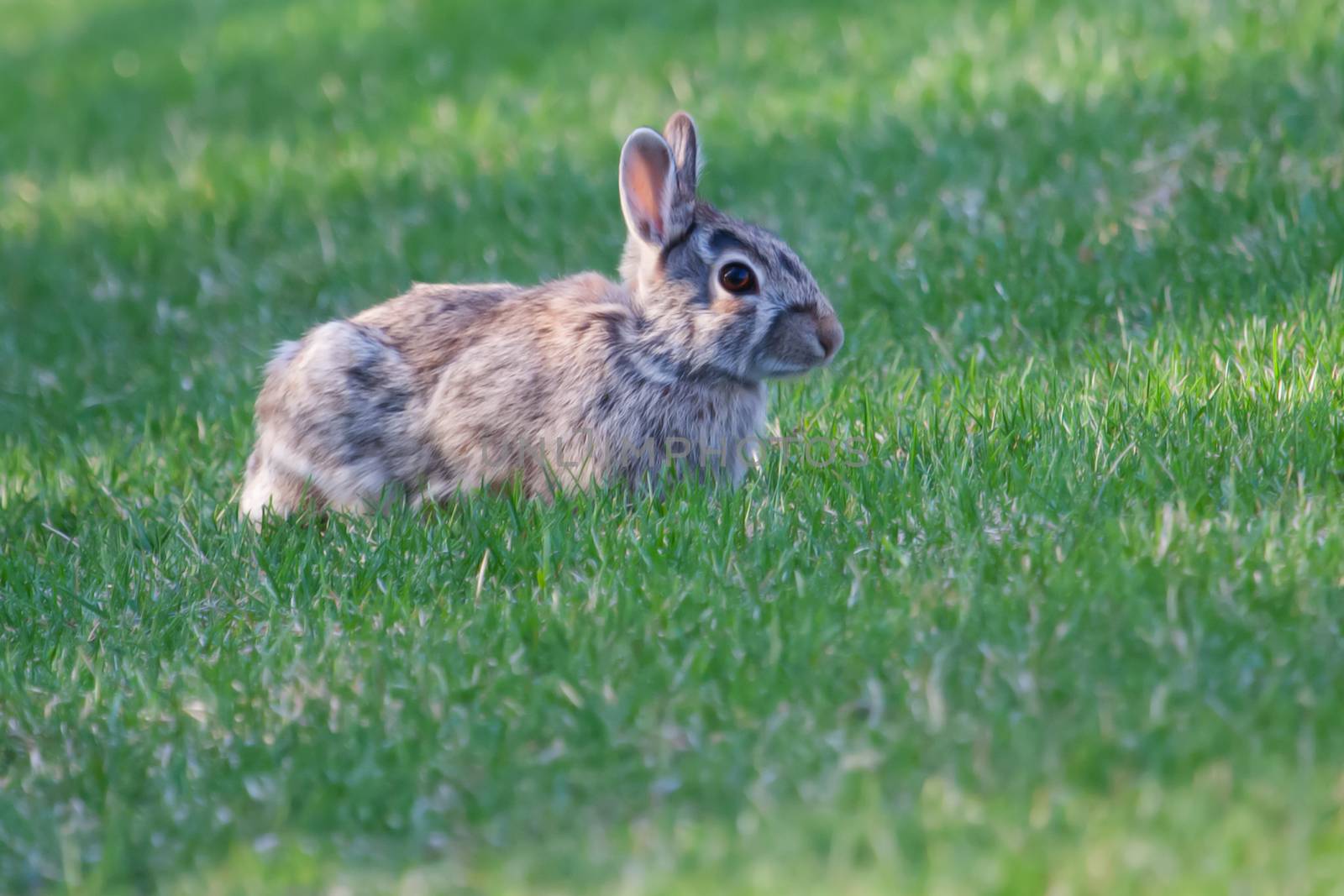 Black-tailed jackrabbit looking around in the grass in soft focus.