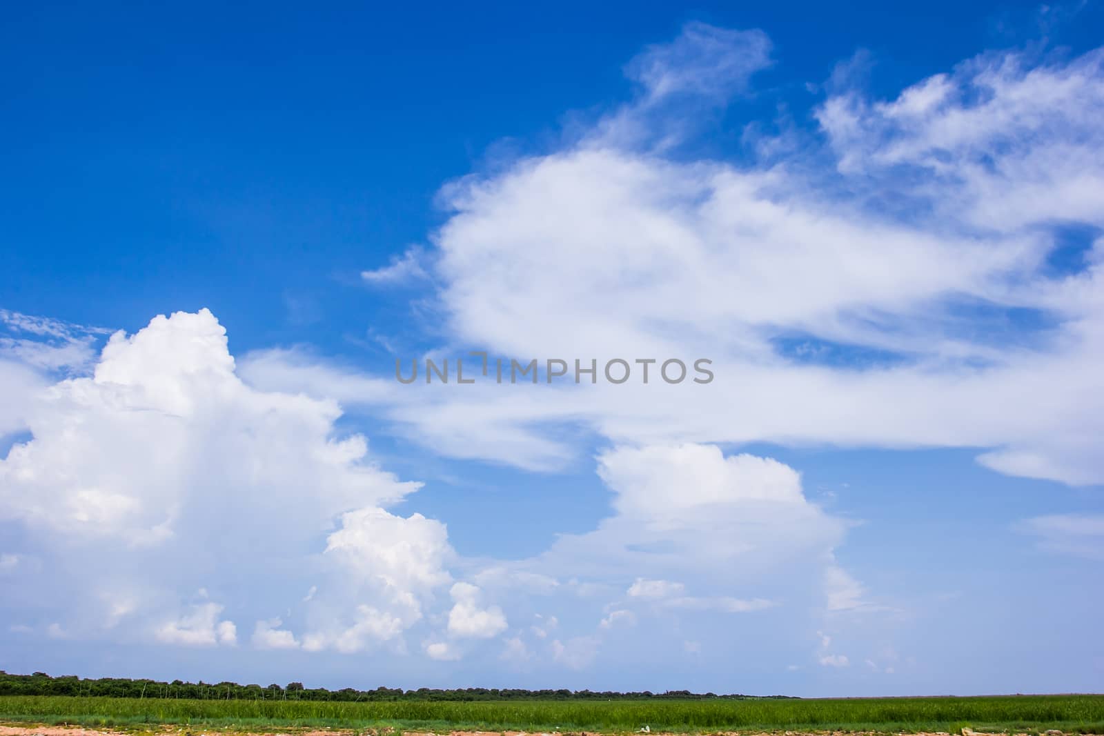 Green wheat field on a background of blue sky with clouds