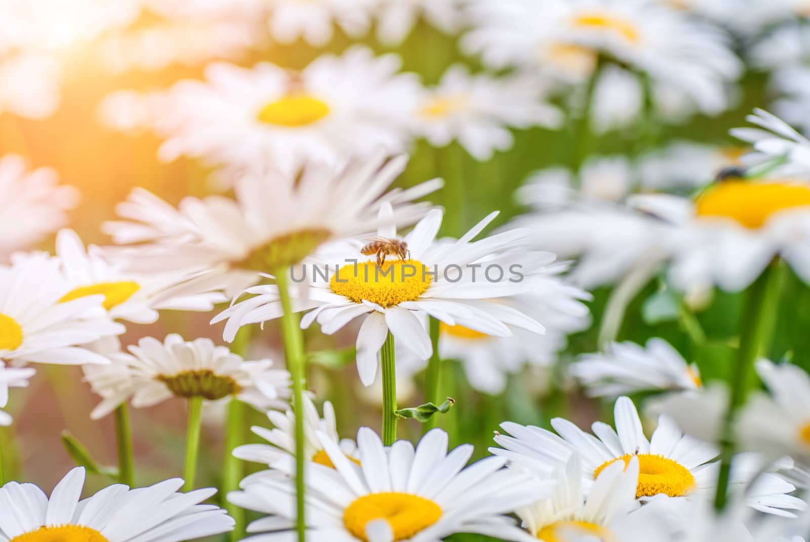 Chamomile Flower and Bee taken pollen Summer colorful background