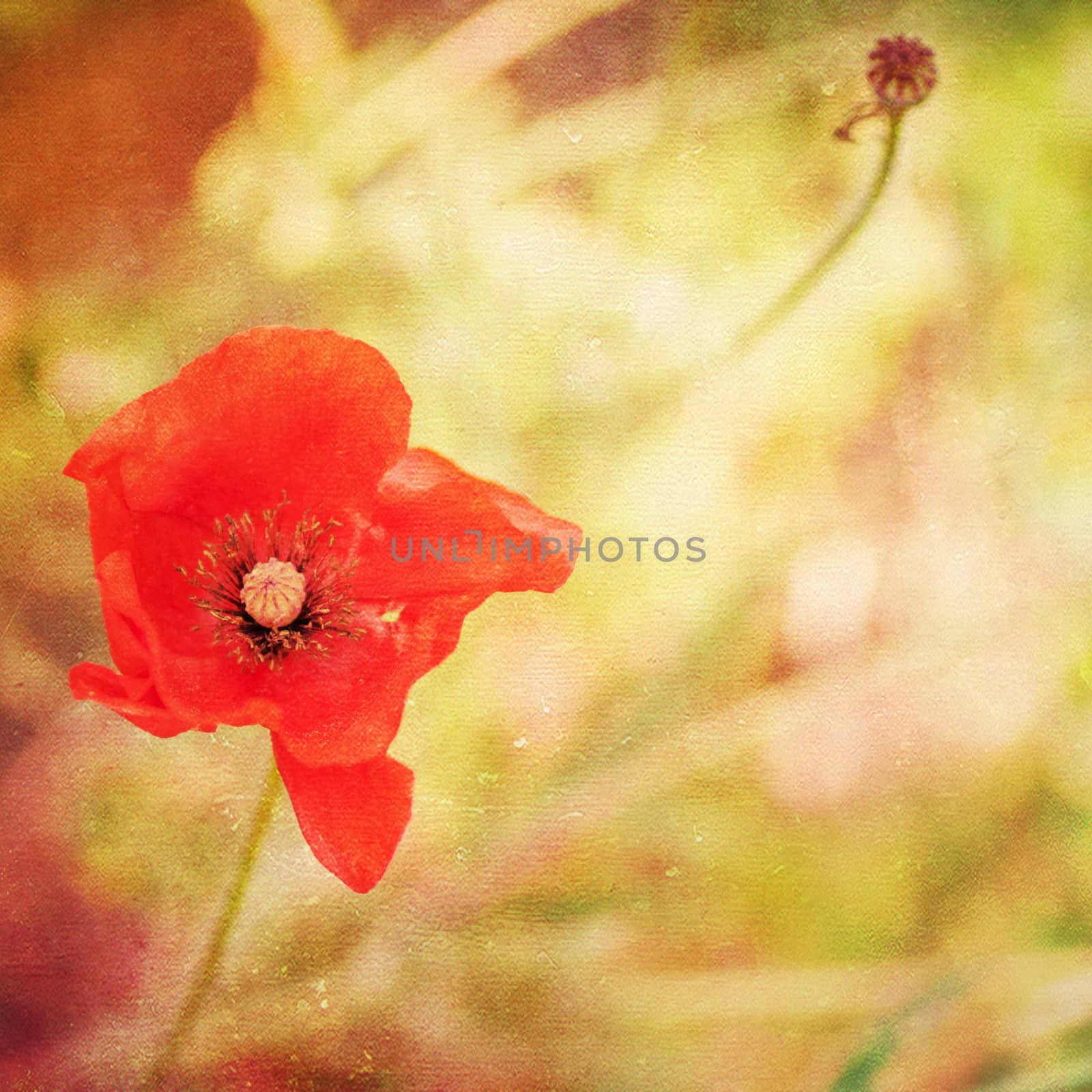 Grunge paper background with bright red poppy