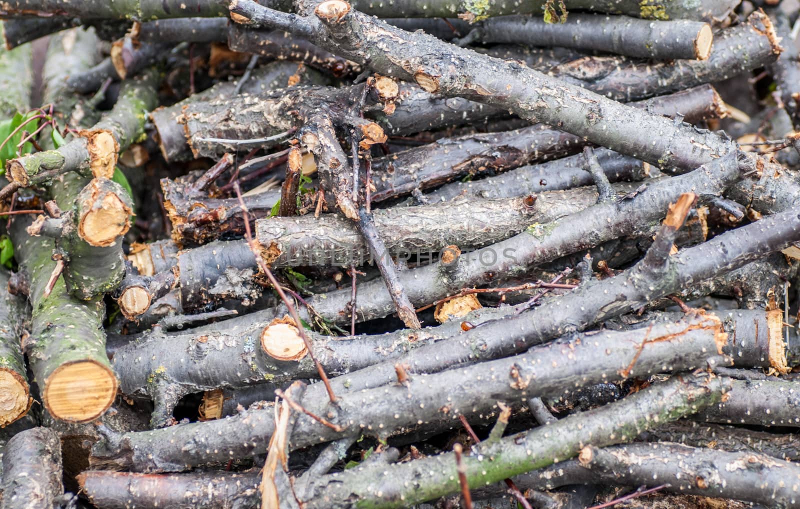 Pile of felled cherry branches by Zhukow