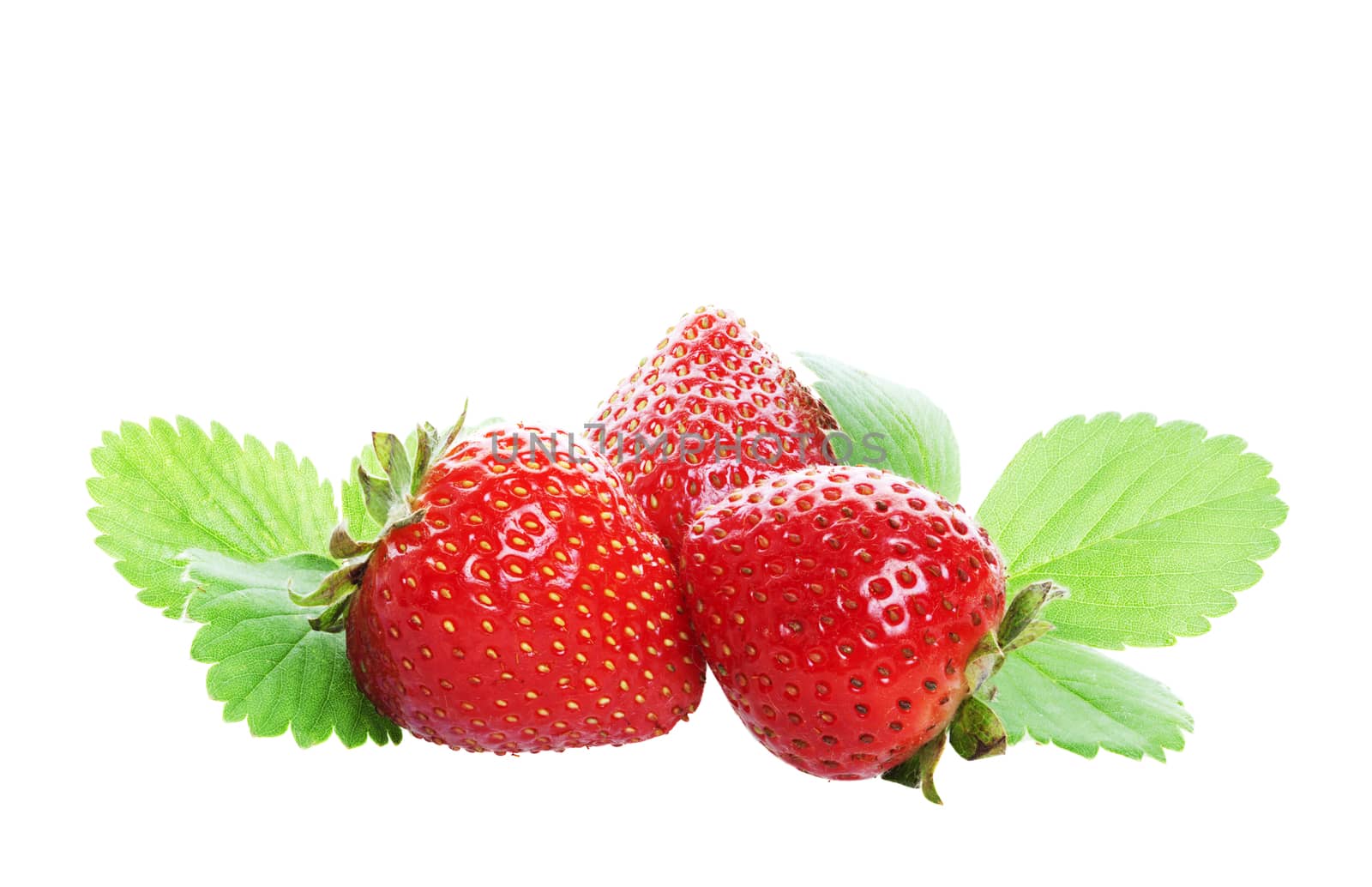 Three, freshly picked, organic strawberries with strawberry leaves.  Shot on white background. 
