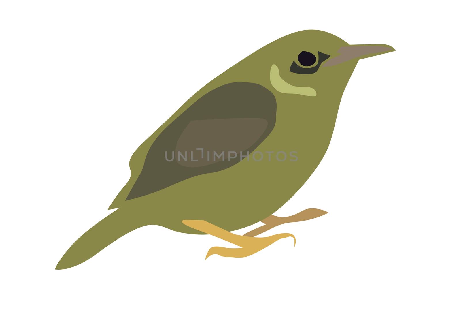 Olive-Backed Sunbird by olovedog