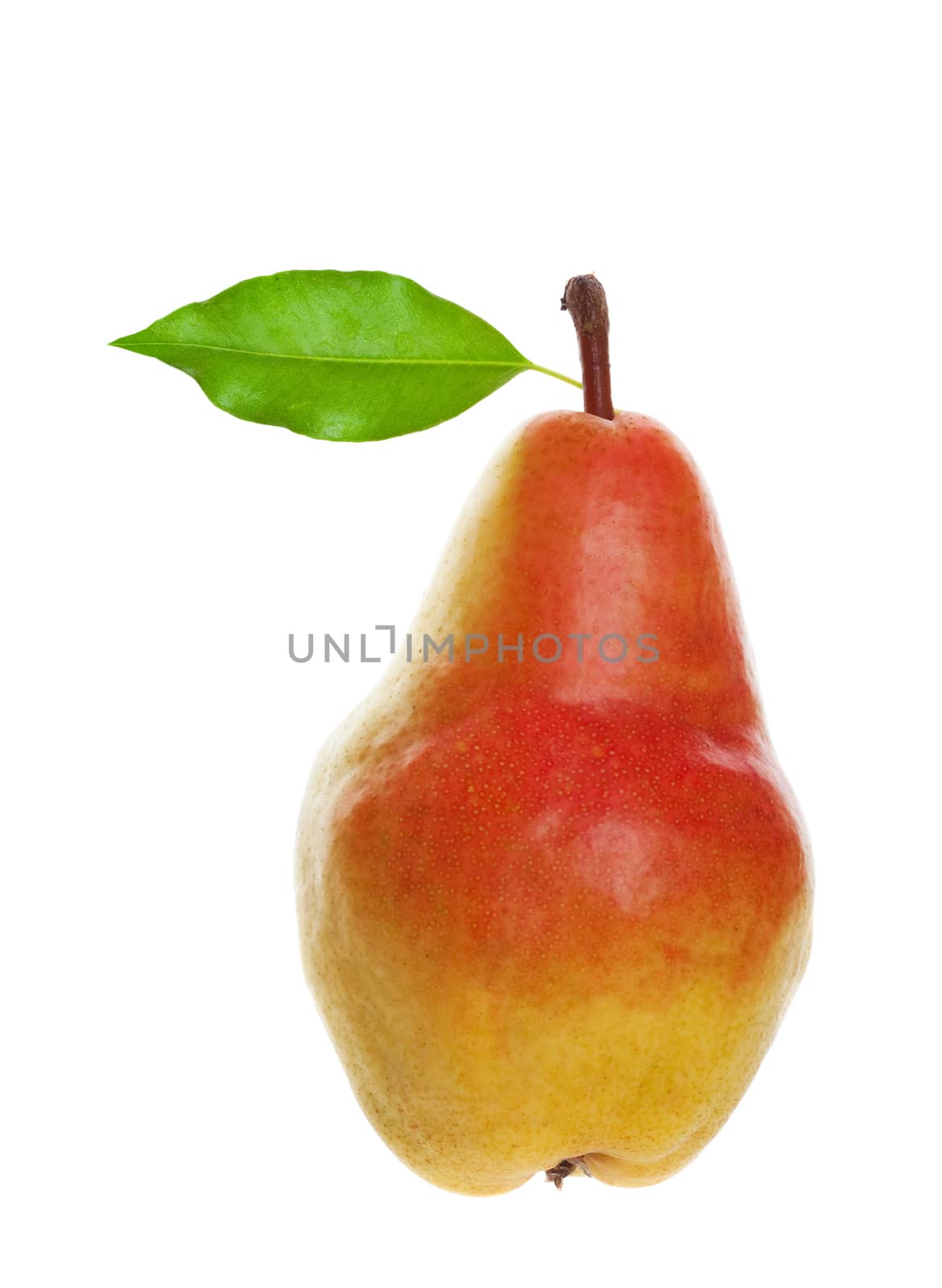 A fully-ripened, freshly picked pear with leaf still attached.  Shot on white background.