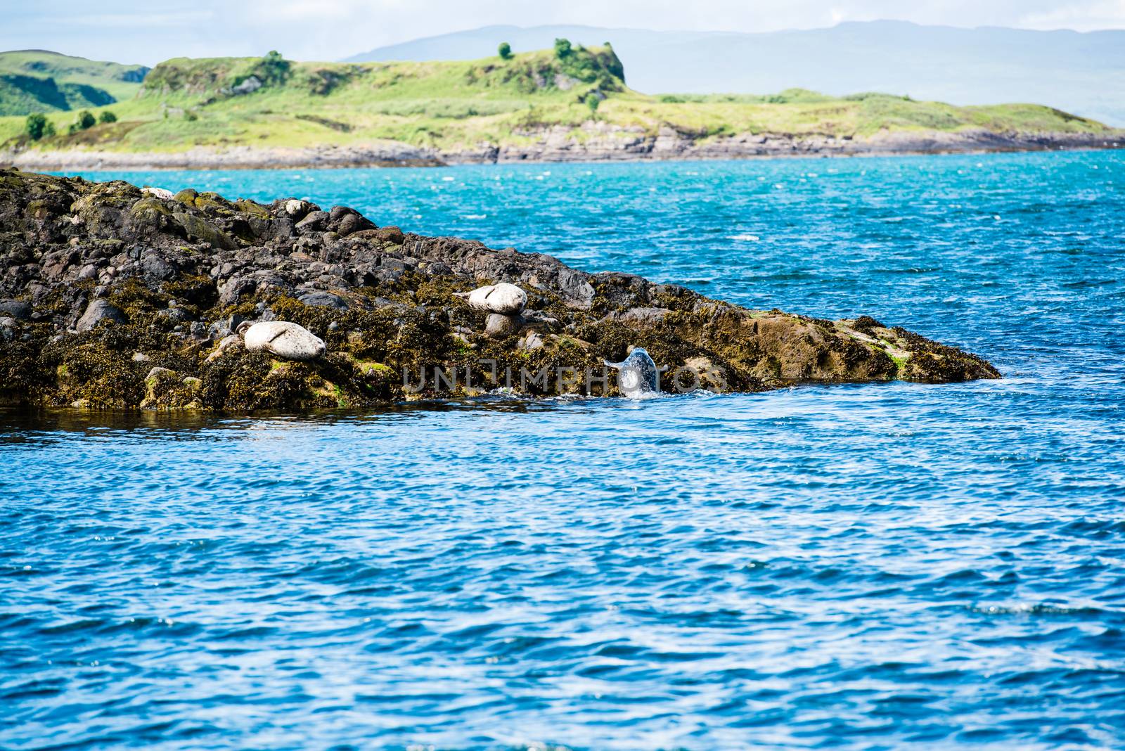 A sea lion or seal is leaving the water and joining his comrades sunning themselves on the rocks of a small island near Oban,Scotland