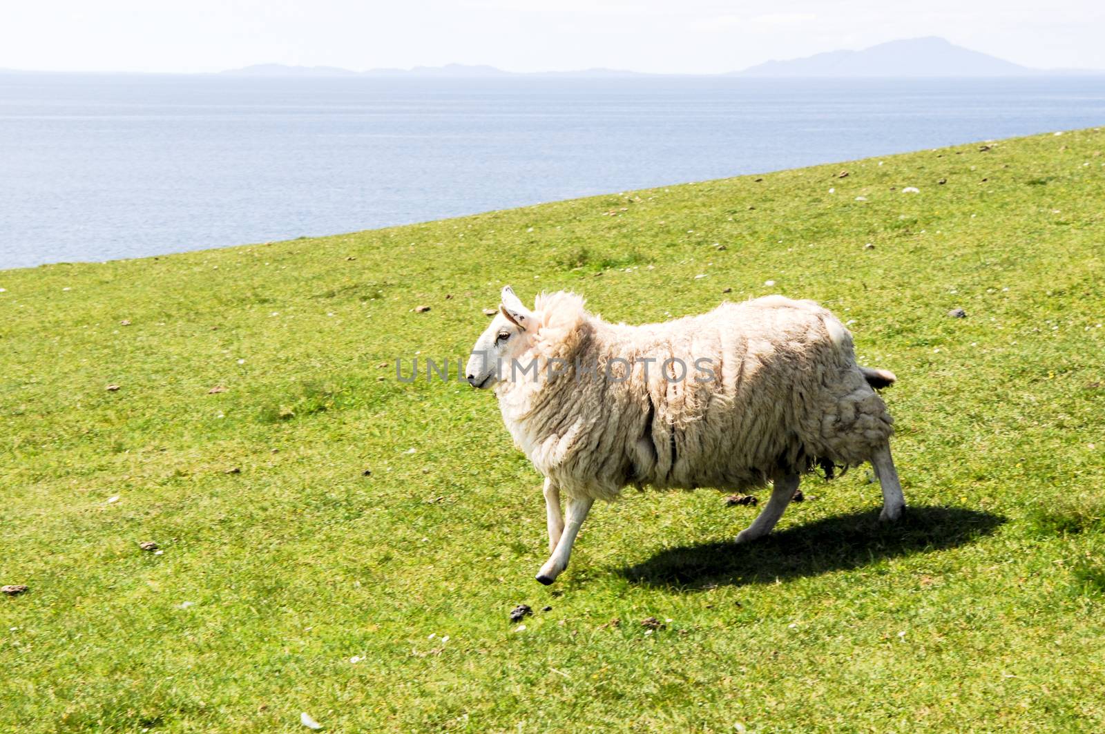 Lamb running quickly over a green field along the coast on the Isle of Skye in Scotland