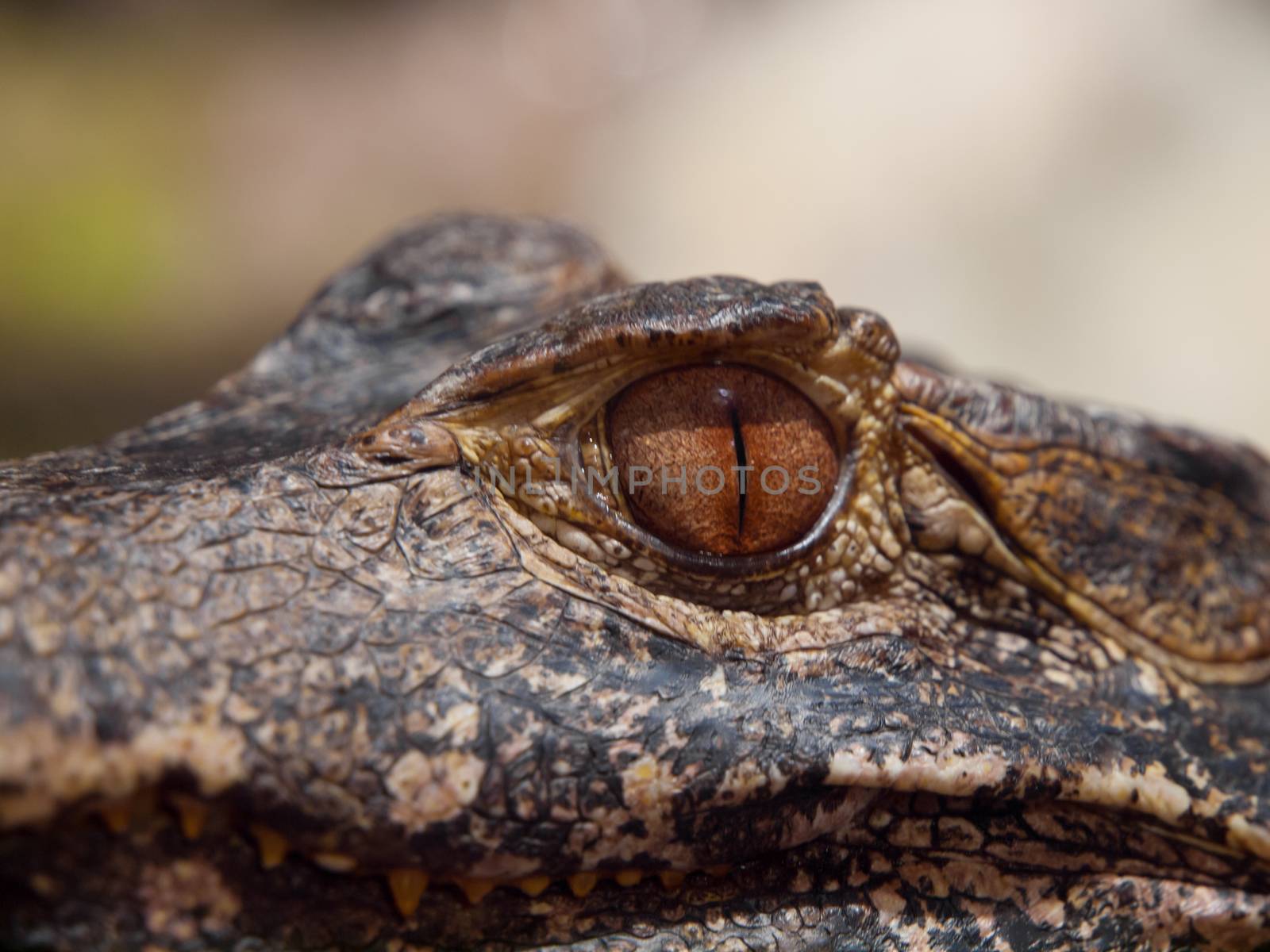 Brown eye of caiman in close-up view