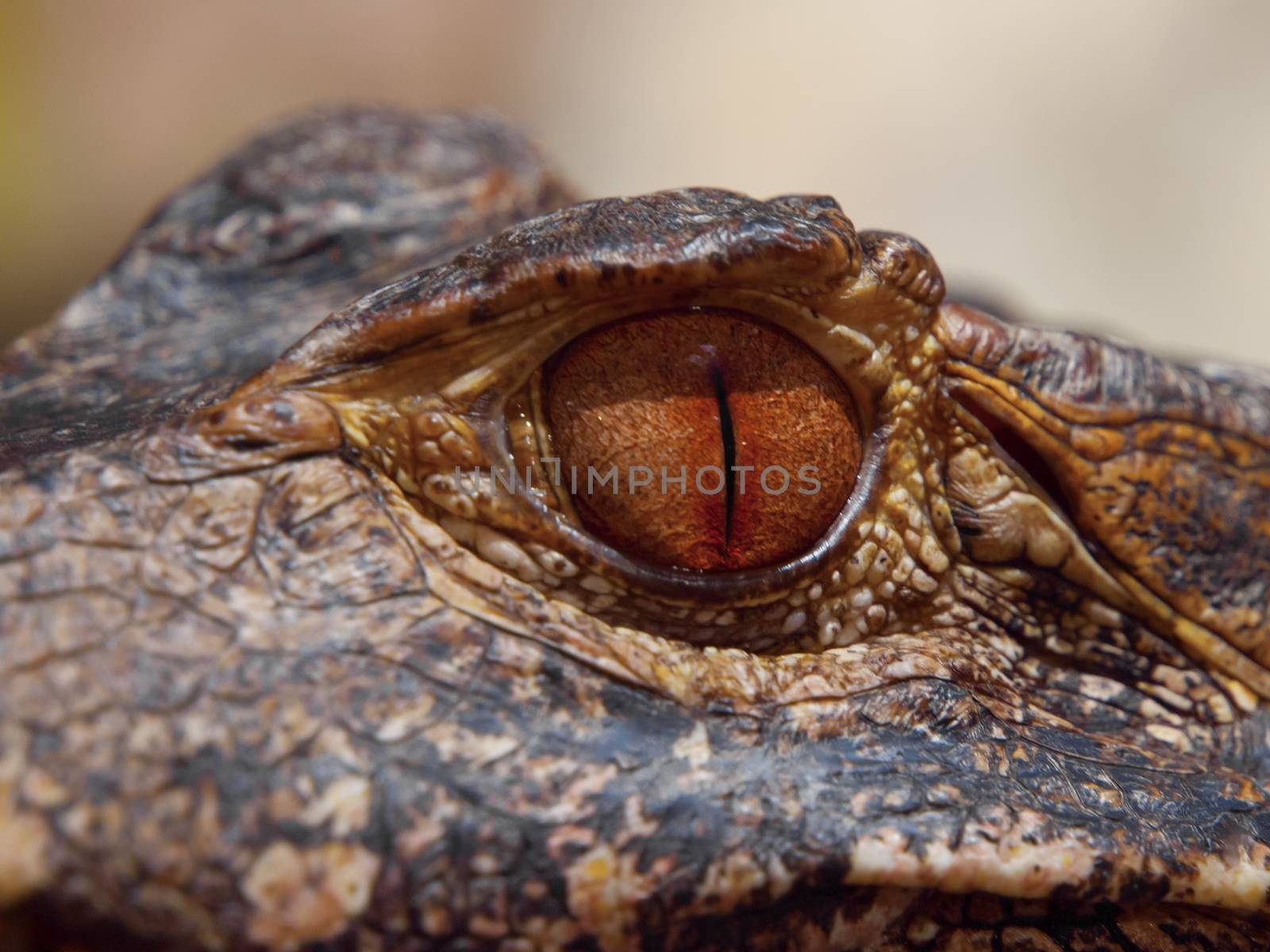 Cayman eye by pyty