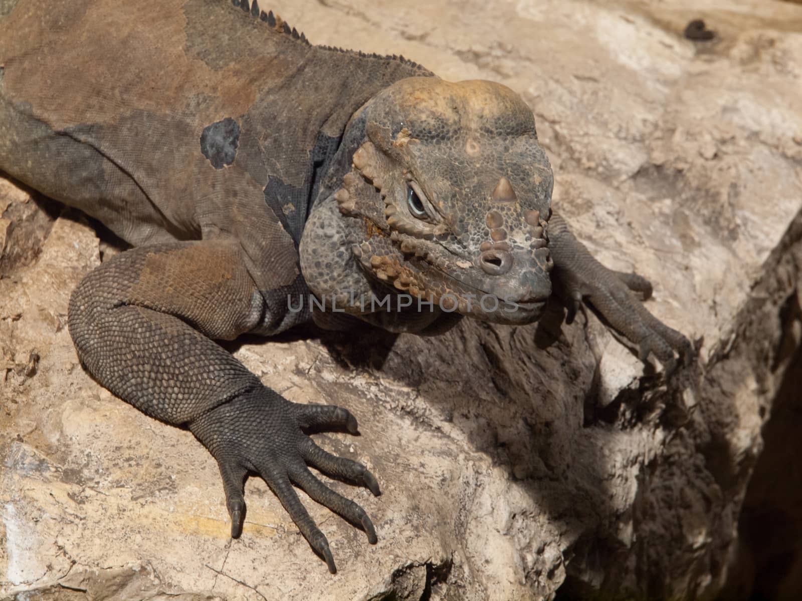 Rhinoceros iguana by pyty