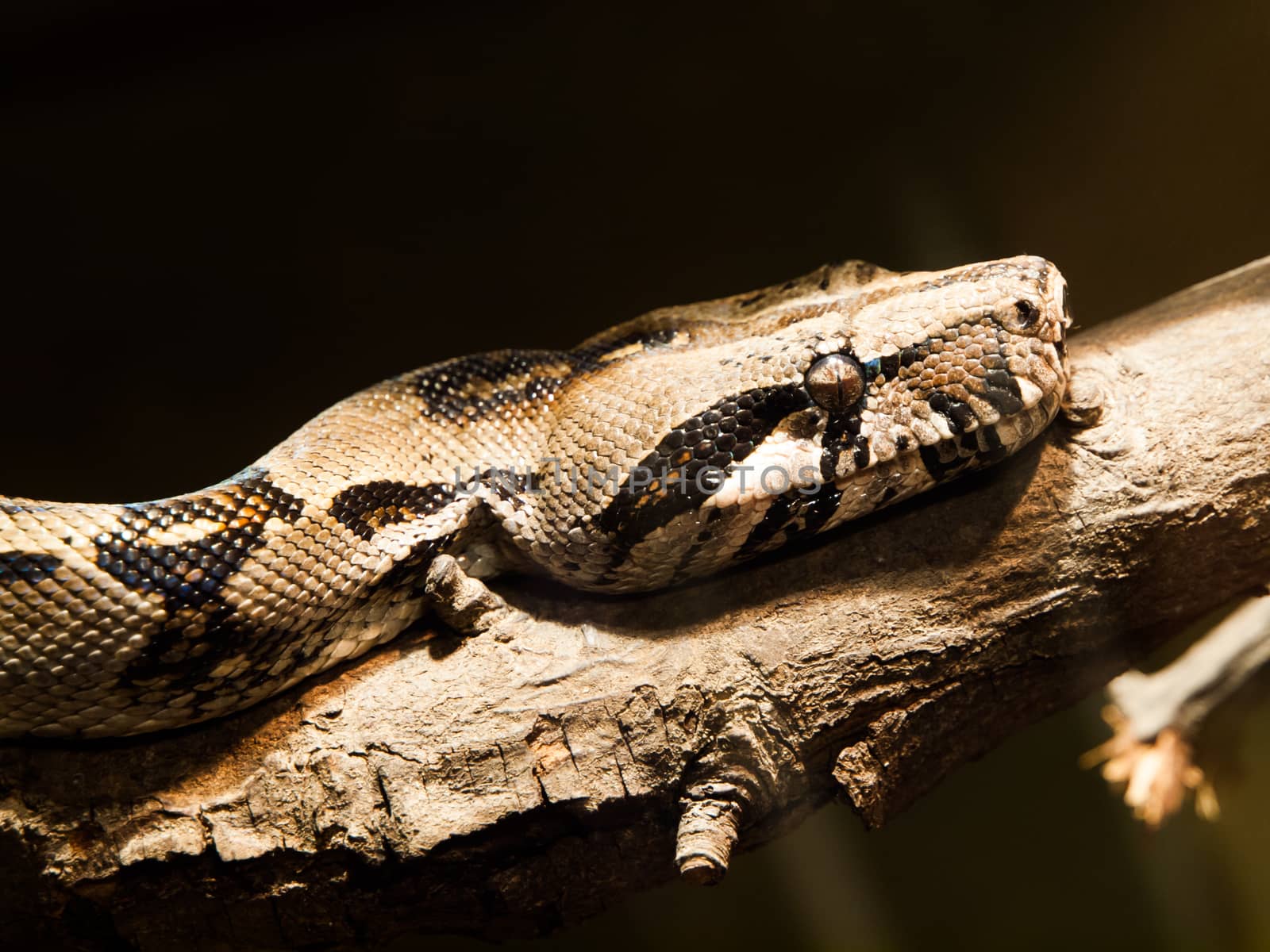 Head of indian python (black-tailed) - large nonvenomous python species (Python molurus) 