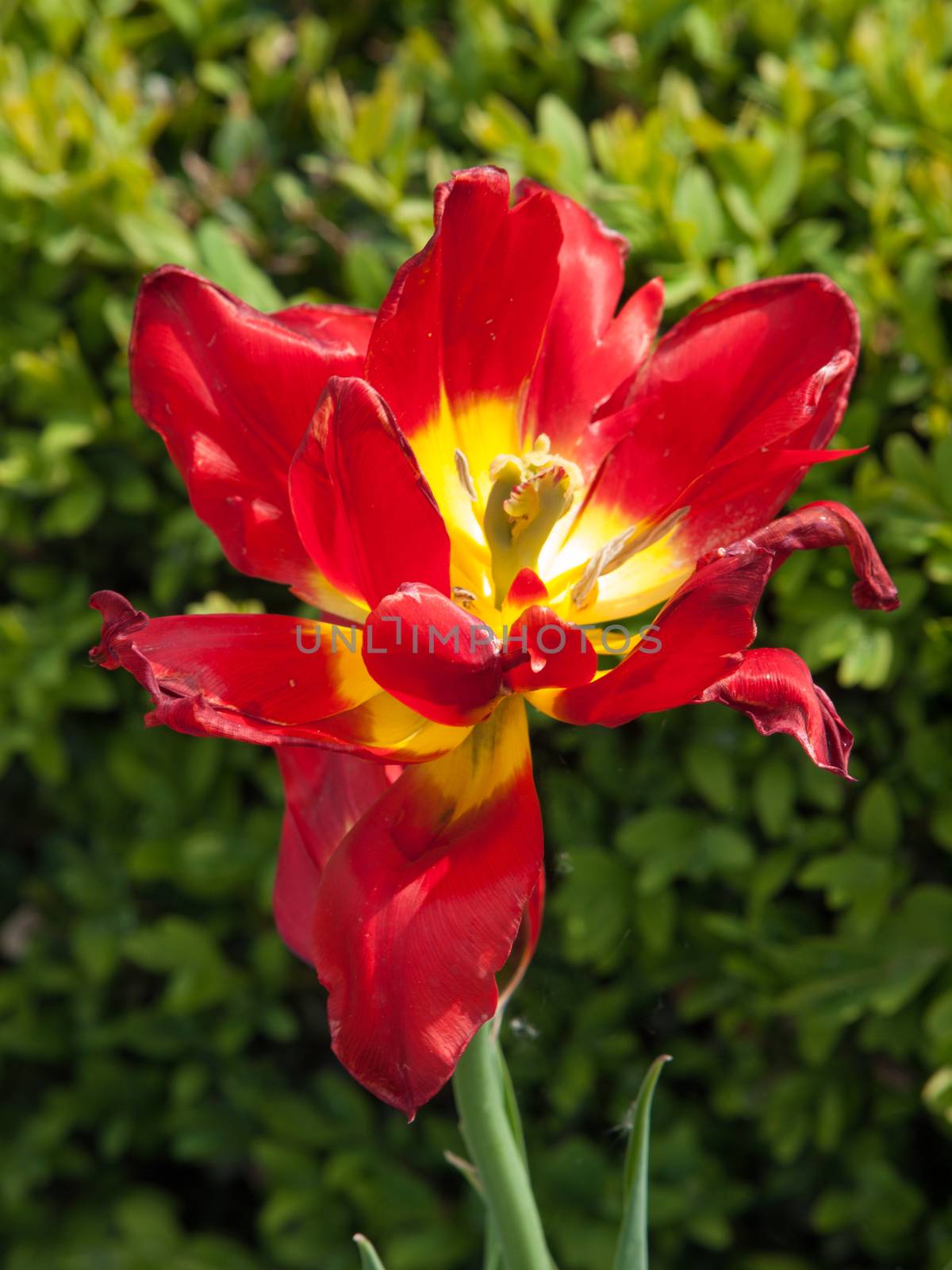 Large red-yellow bloom in the spring garden