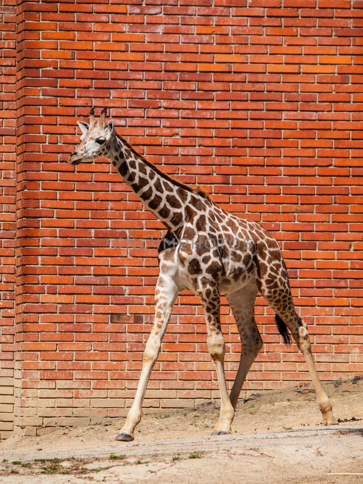 Young girafe in front of the brick wall