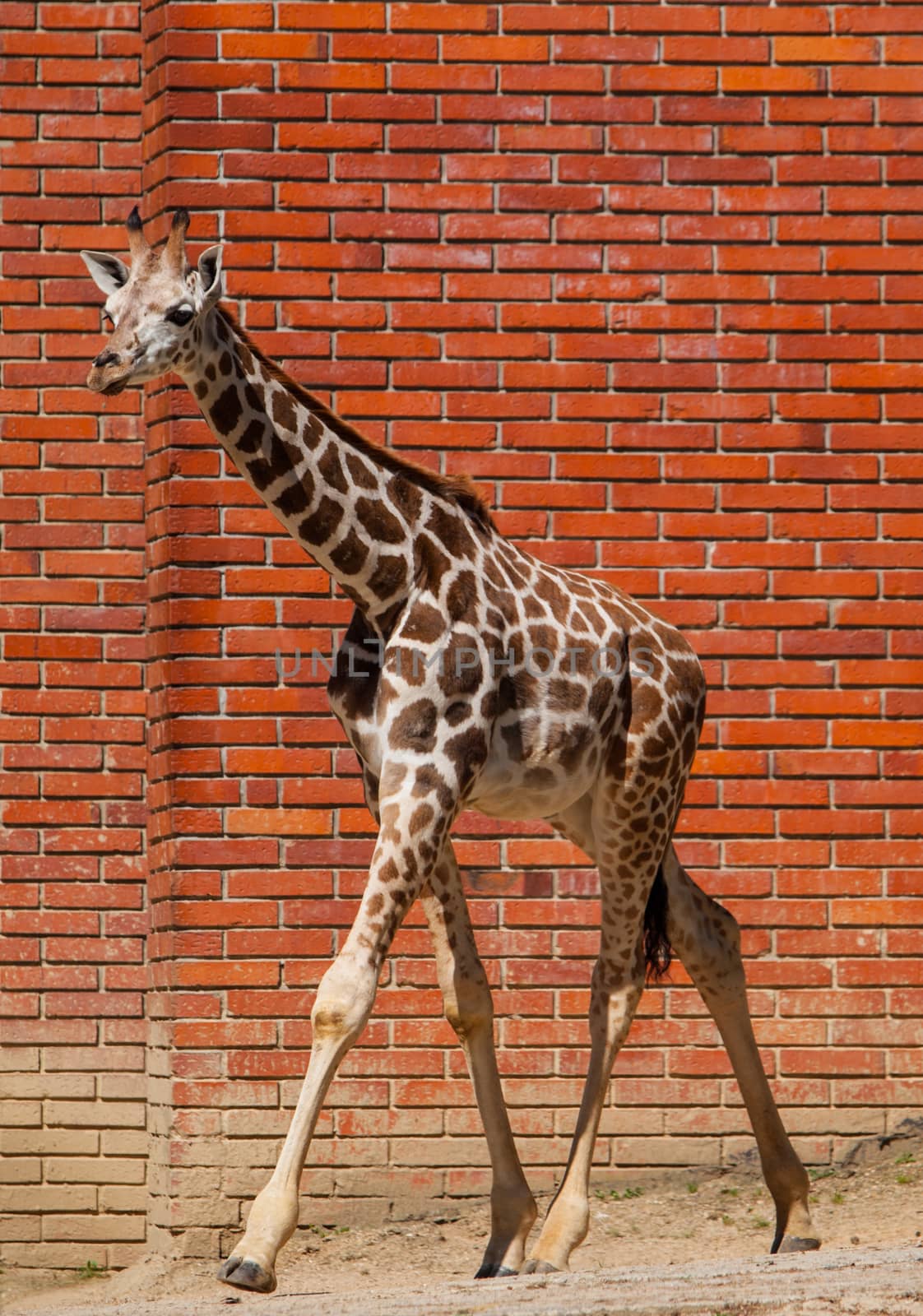 Young girafe in front of the brick wall