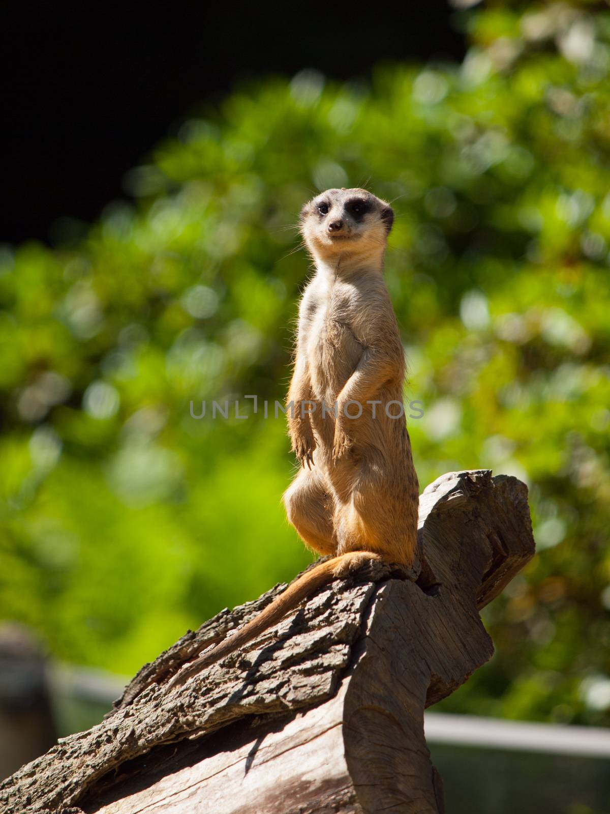 Meerkat sitting and watching around (Suricata suricatta)