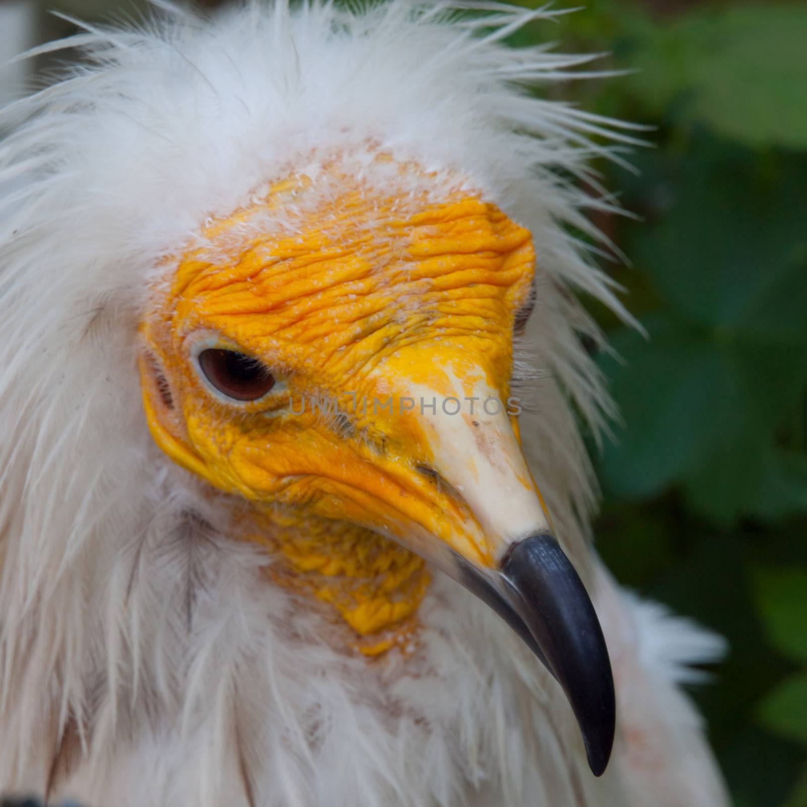 Yellow face of egyptian vulture in detail (Neophron percnopterus)