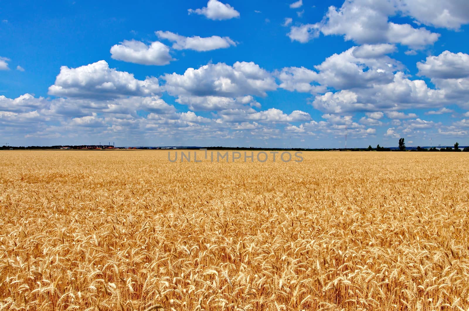 Wheat field with cloudy blue sky by anderm