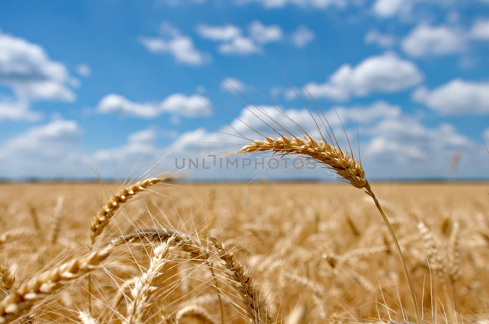 Wheat field with cloudy blue sky