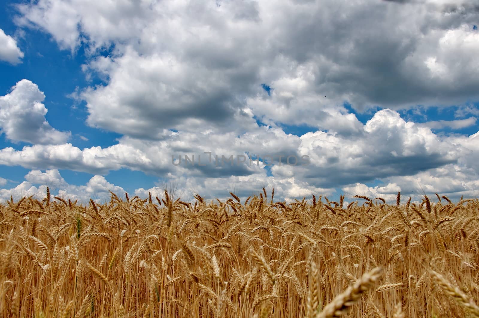 Wheat field with cloudy blue sky by anderm