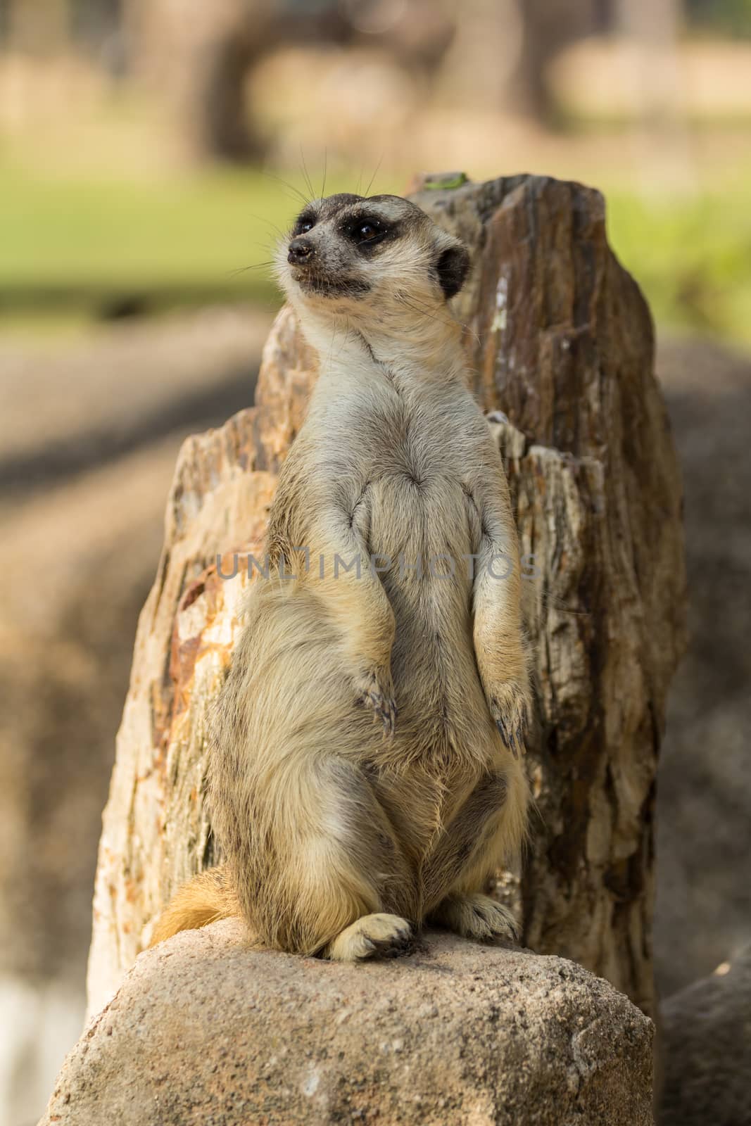 Alert meerkat standing on guard by lavoview