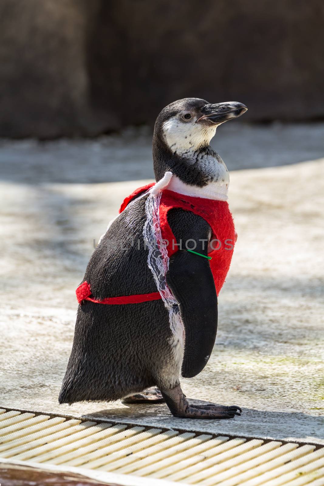 Penguin wearing a red dress at the zoo