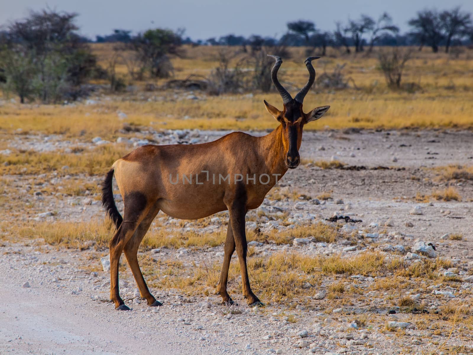 Red hertbeest in the savannah (Alcelaphus caama)