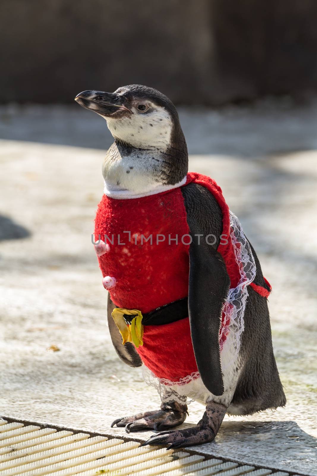 Penguin wearing a red dress at the zoo