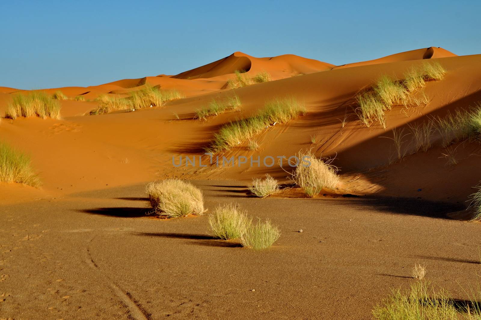Merzouga desert in Morocco by anderm