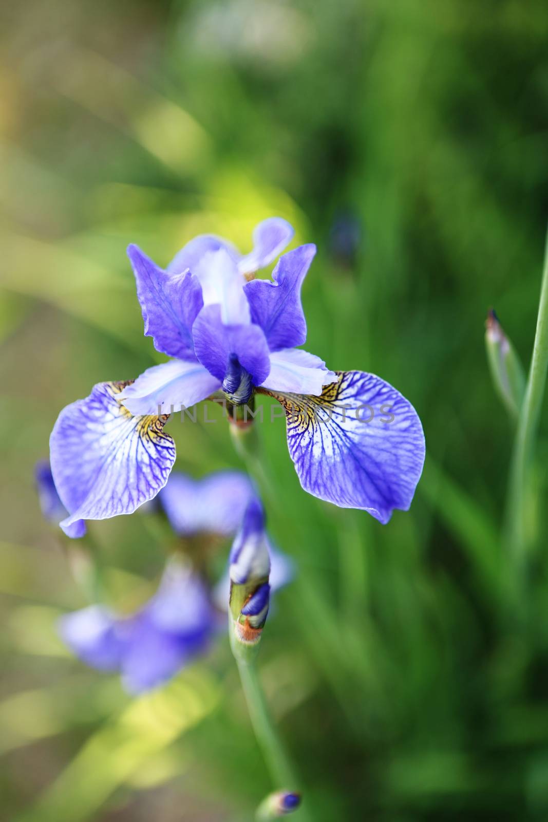 Beautiful iris flowers, flowery meadow , beautiful flowers