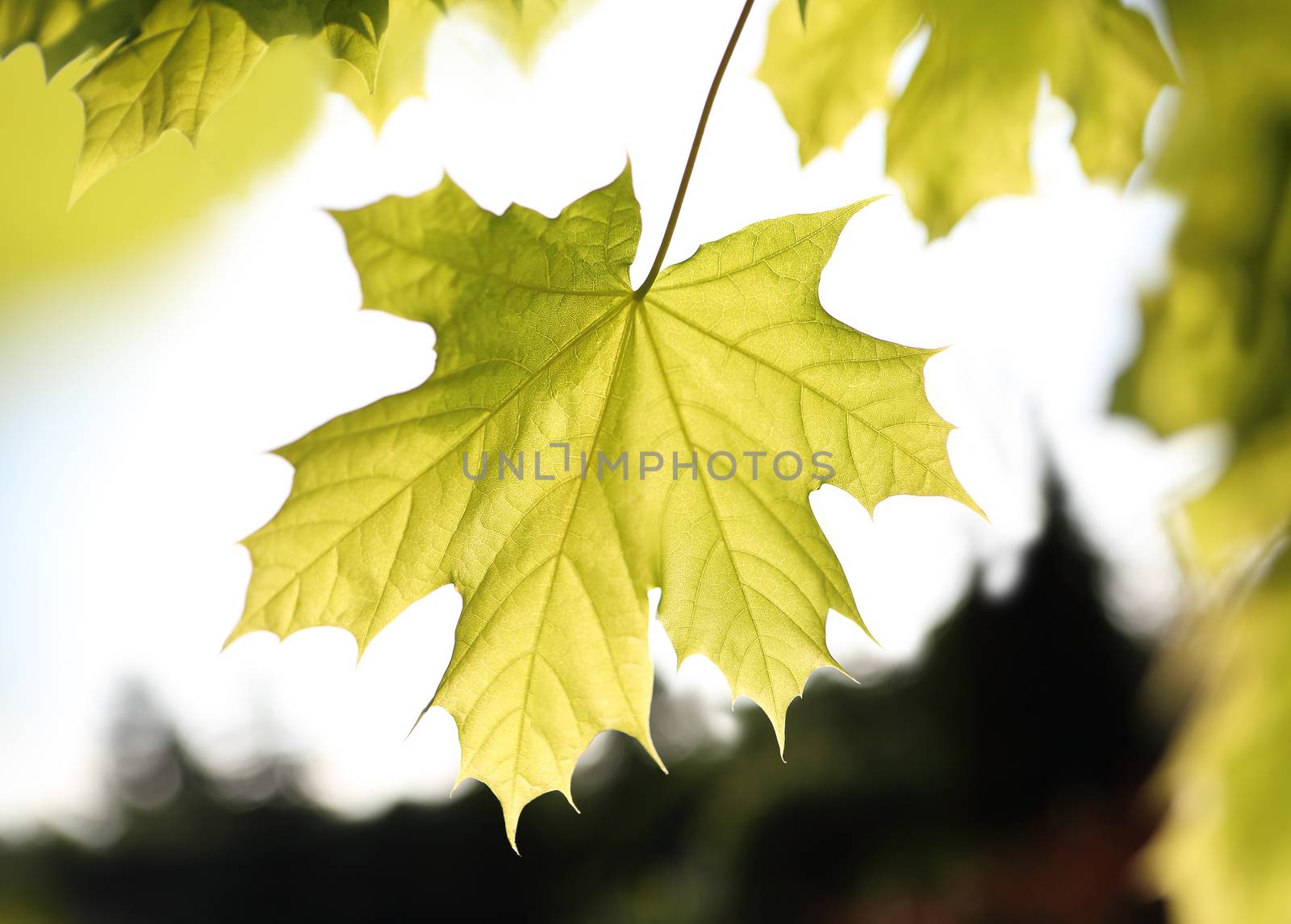 Maple, green leaf. by robert_przybysz