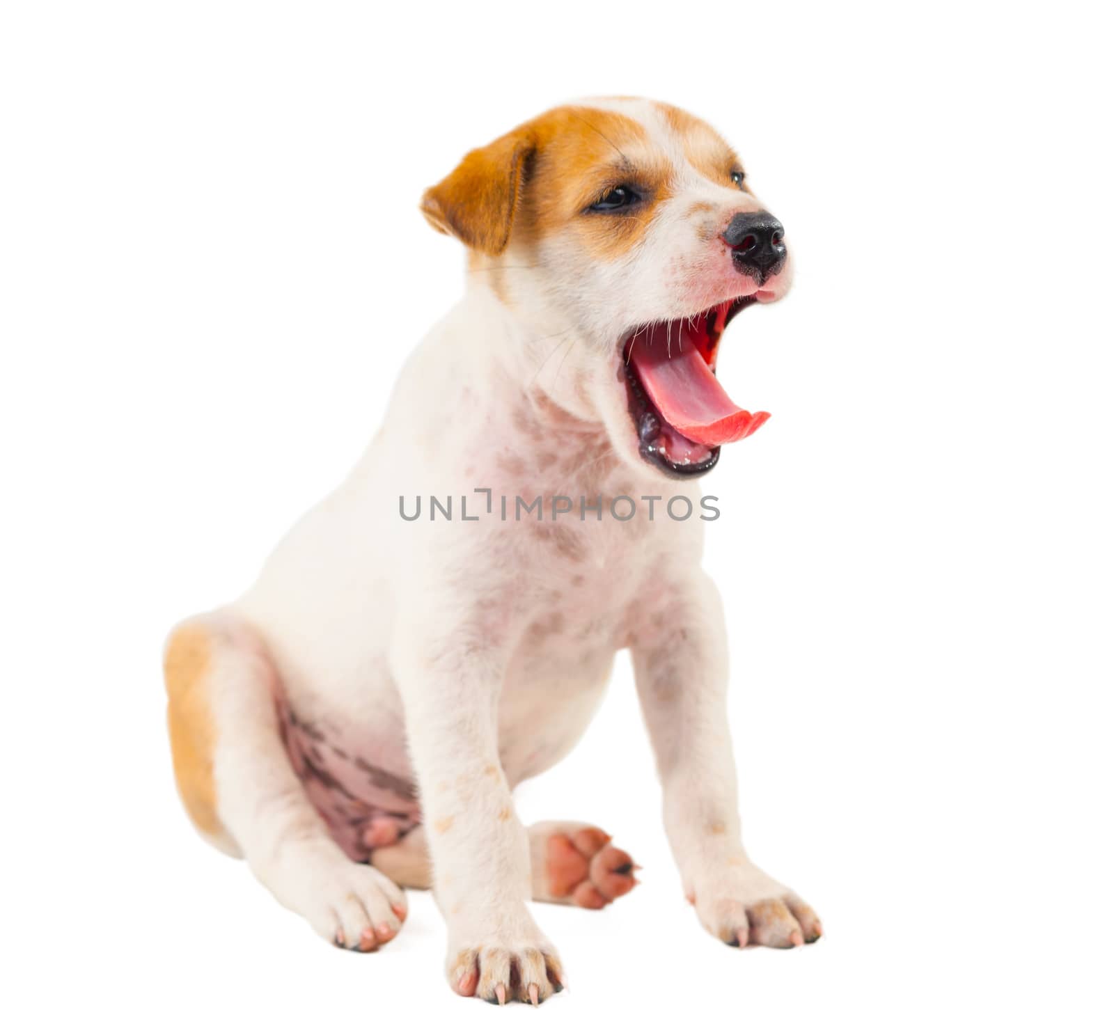 Puppy Dog showing tongue isolated on white background