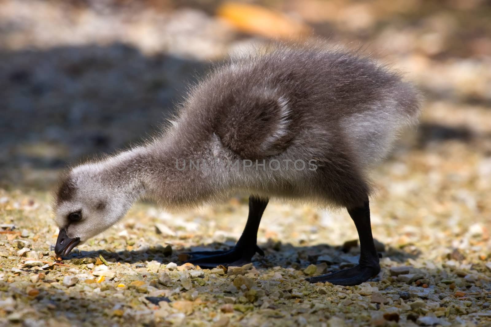 Gosling looking for food on a ground