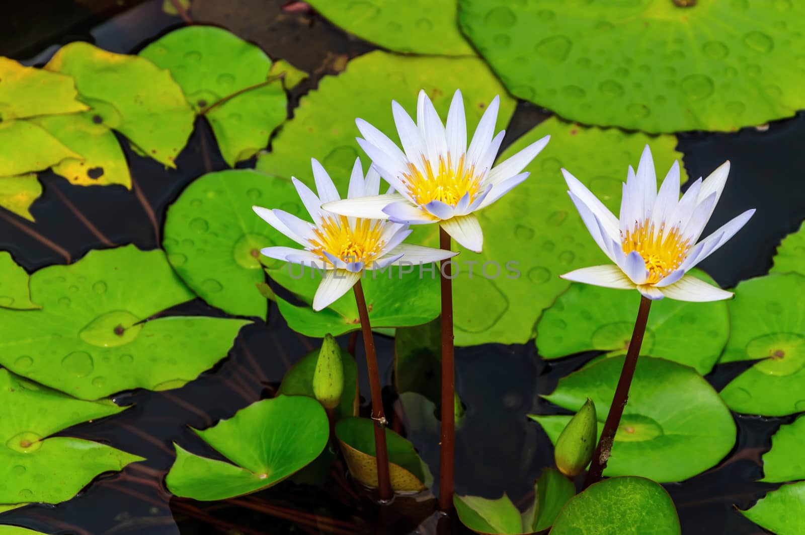 White lotus flower blossom by NuwatPhoto