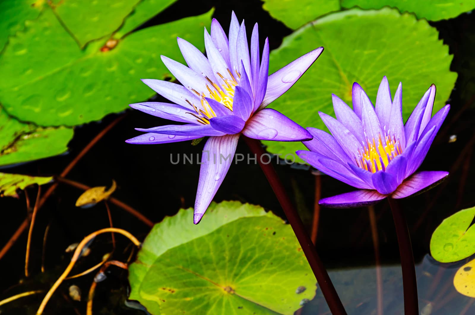 Purple lotus flower blossom in the pool,Waterlily 