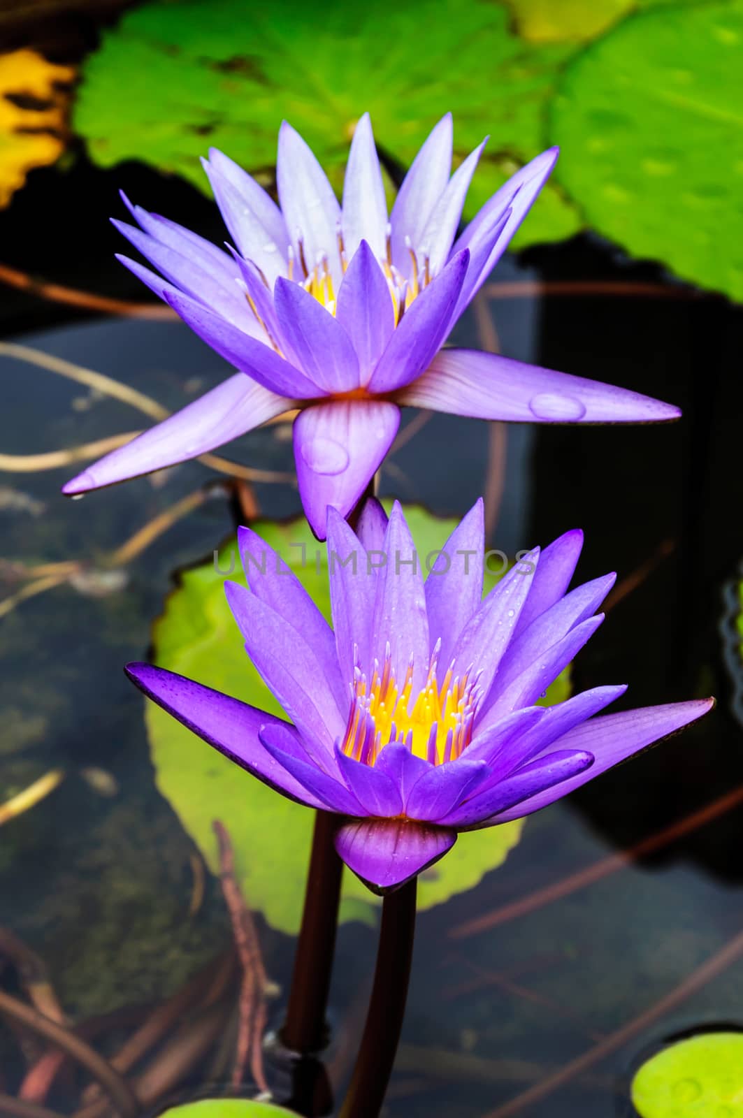 Purple lotus flower blossom by NuwatPhoto