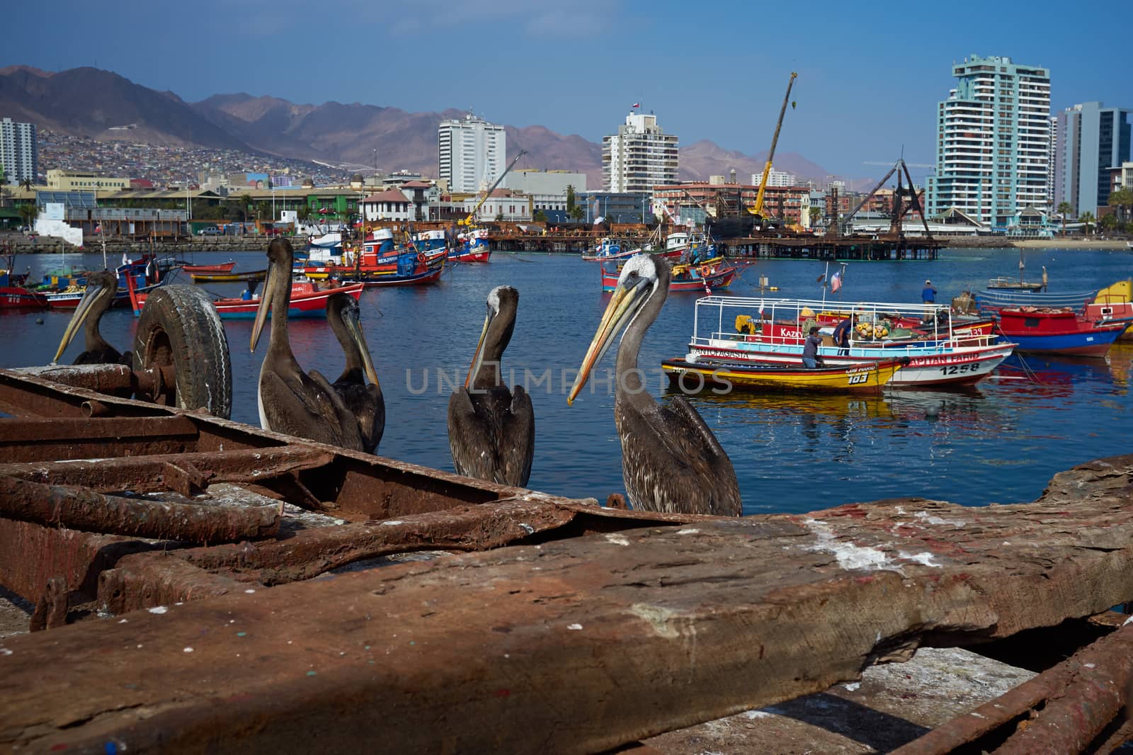 Peruvian Pelicans ((Pelicano pelecanus thagus) waiting on the dockside to be fed at the fishing harbour at Antofagasta in the Atacama Region of Chile