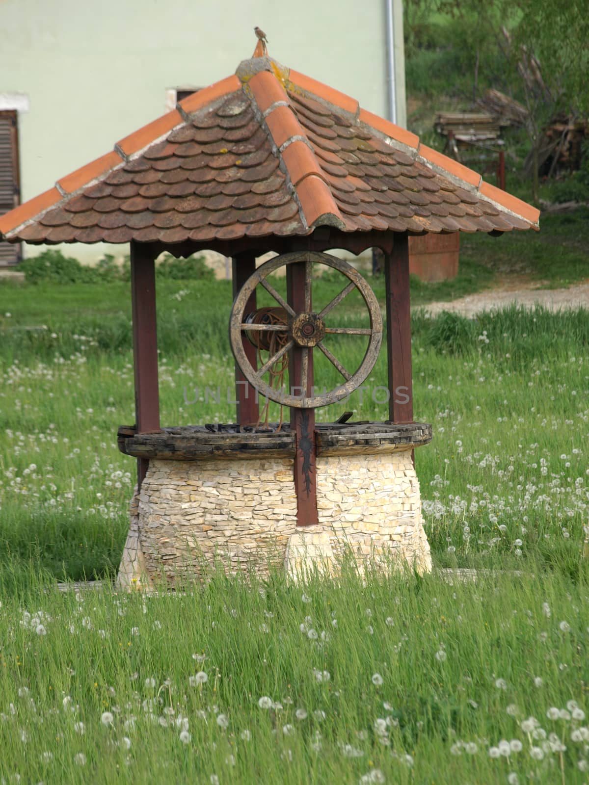 beautiful fountain in a meadow full of dried dandelions       