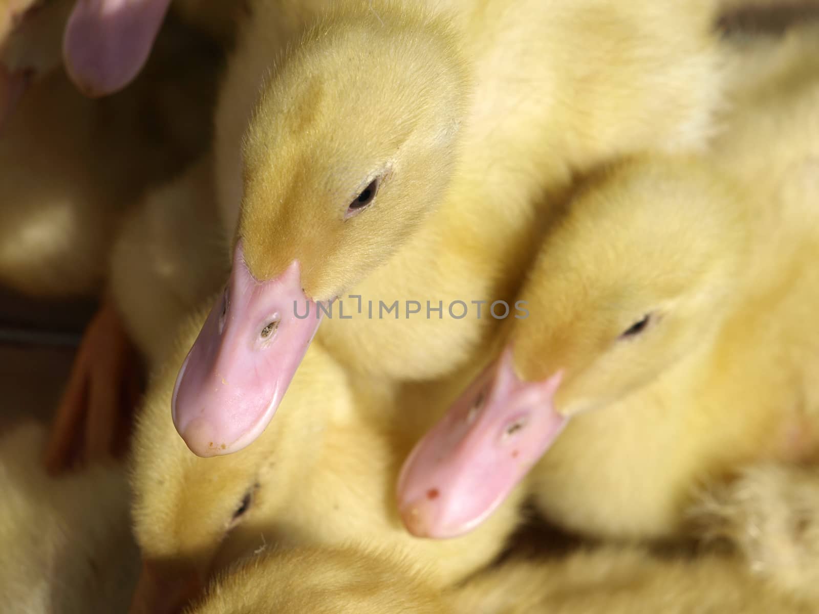 little yellow ducklings and their beaks   