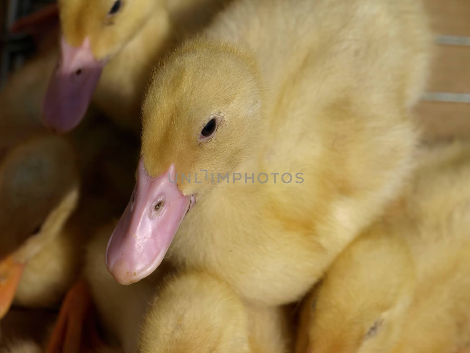 little yellow ducklings by pm29