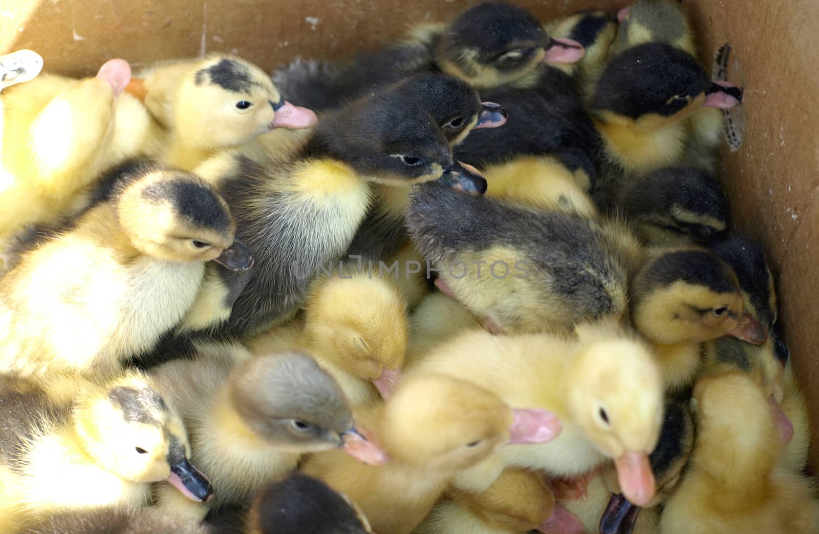 small yellow and black ducklings     