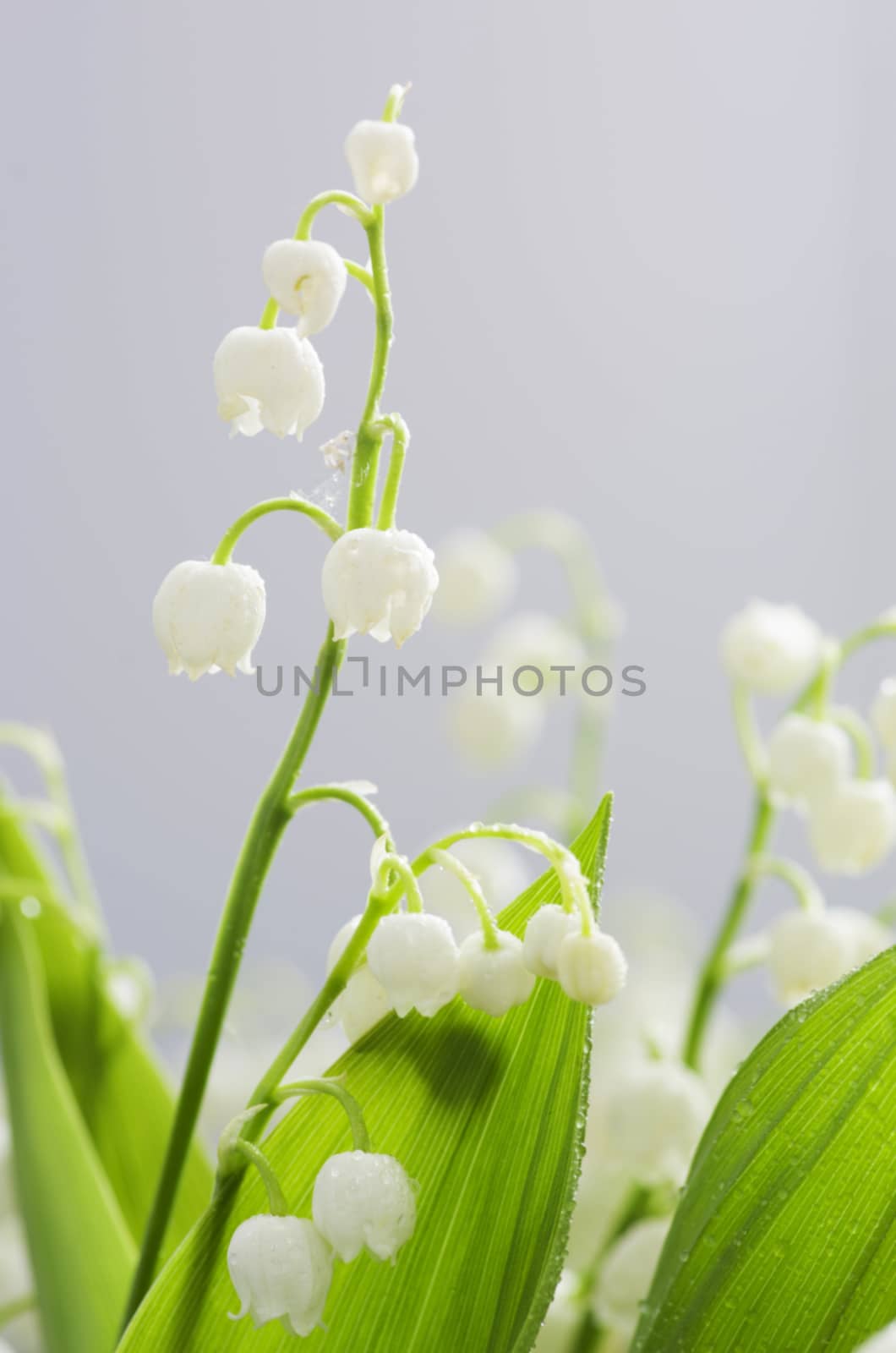 lose up of Lily of the valley 