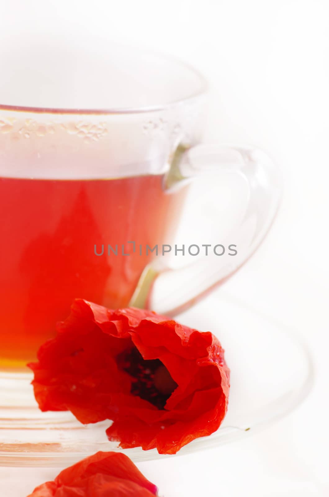 Poppy in glass cup on white table