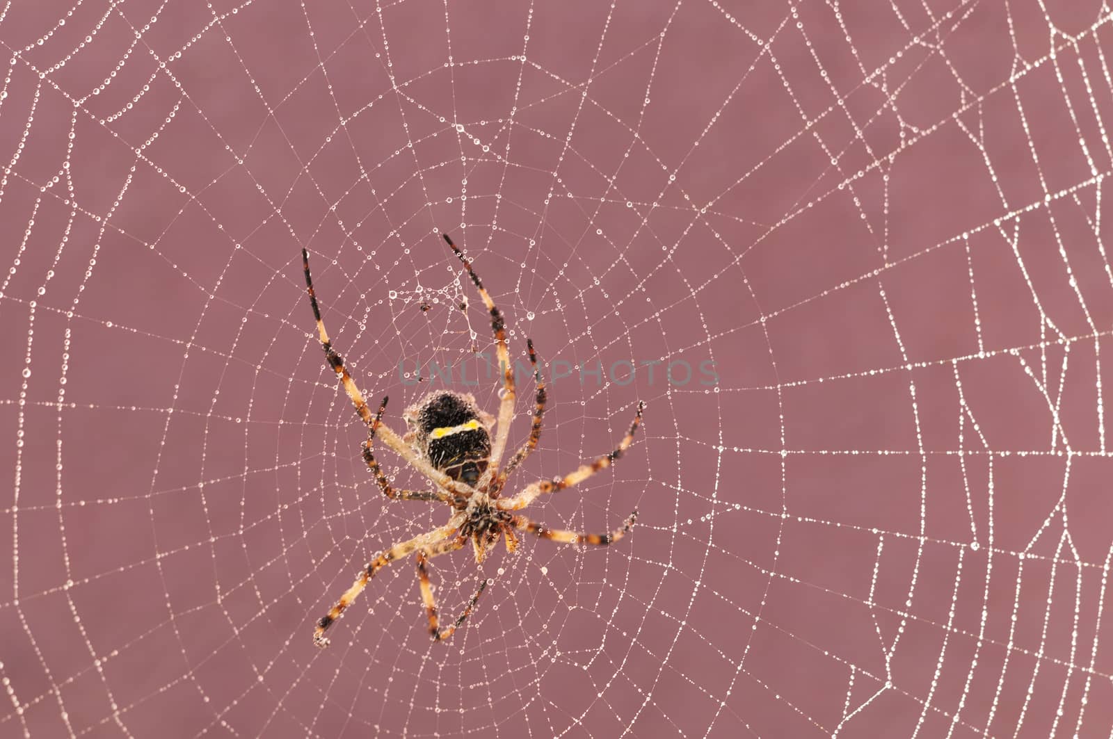 Spider on cobweb by rodrigobellizzi