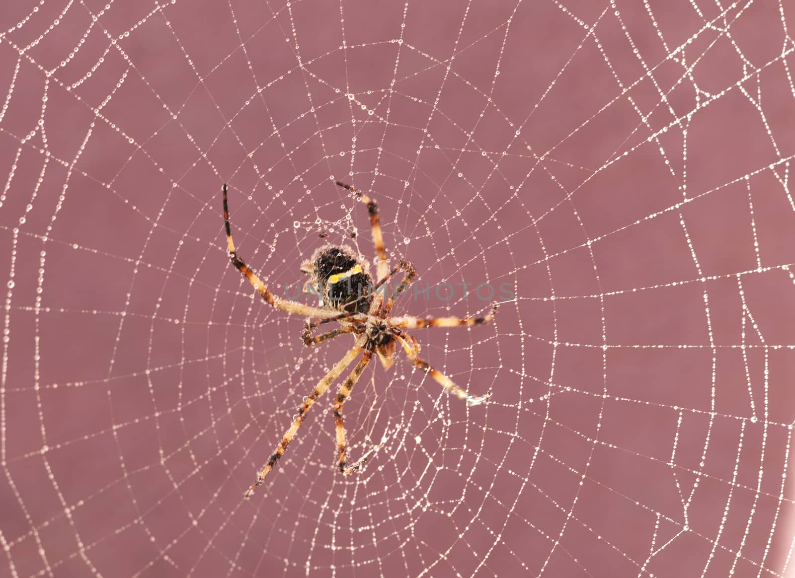 Spider on cobweb by rodrigobellizzi