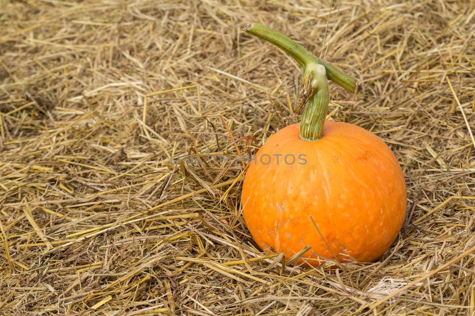 Pumpkin on the straw in the dry areas