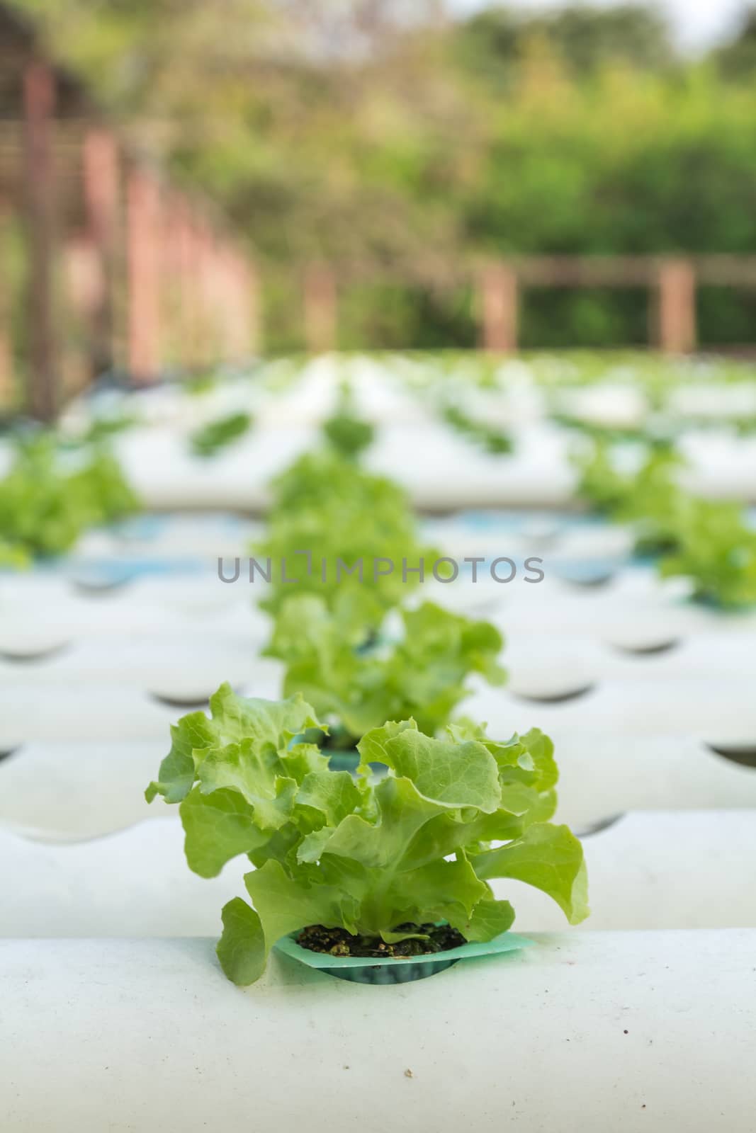 Hydroponic vegetable is planted in a garden.