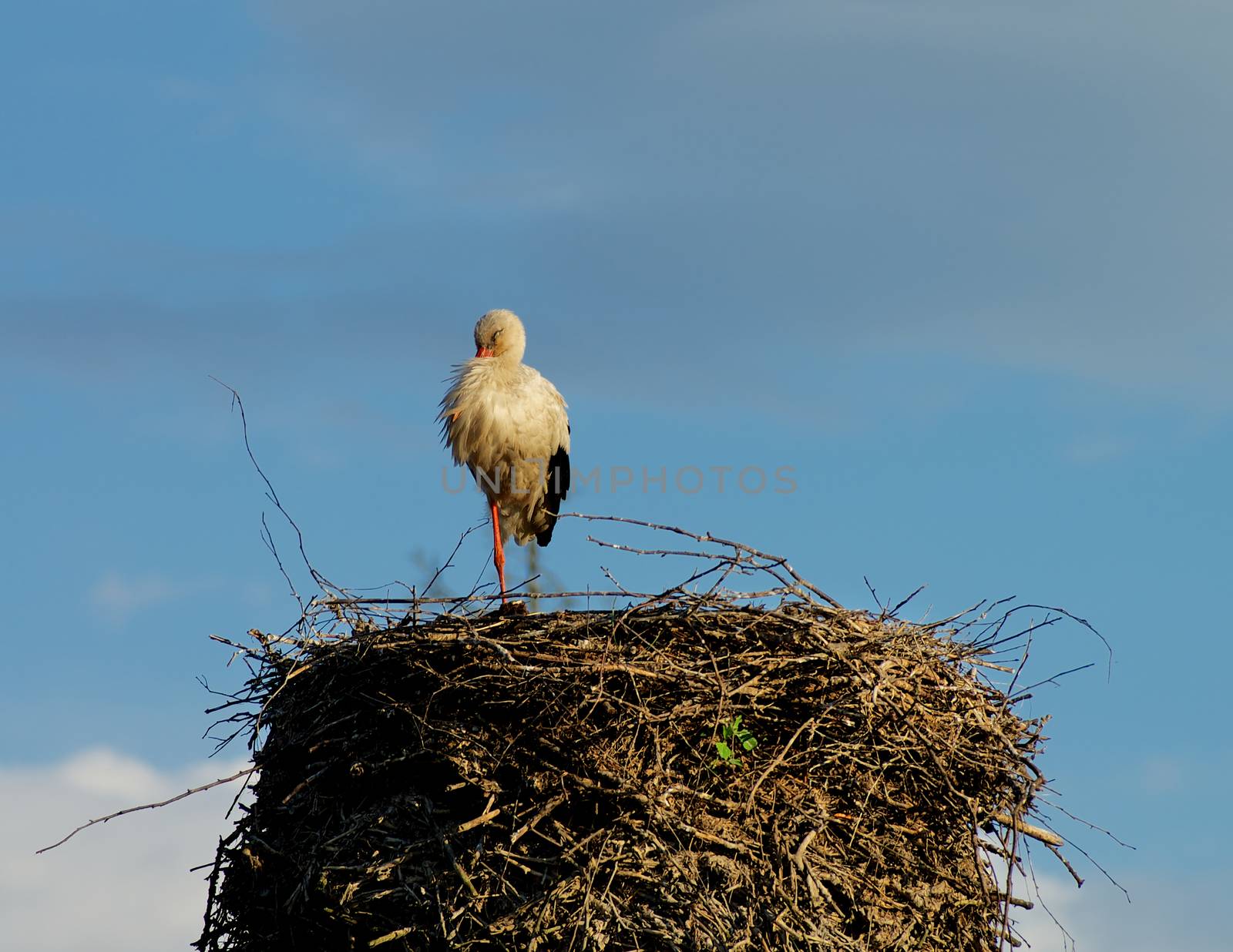 White Stork Stand at One Leg and Sleep in His Nest on Blue Sky background Outdoors