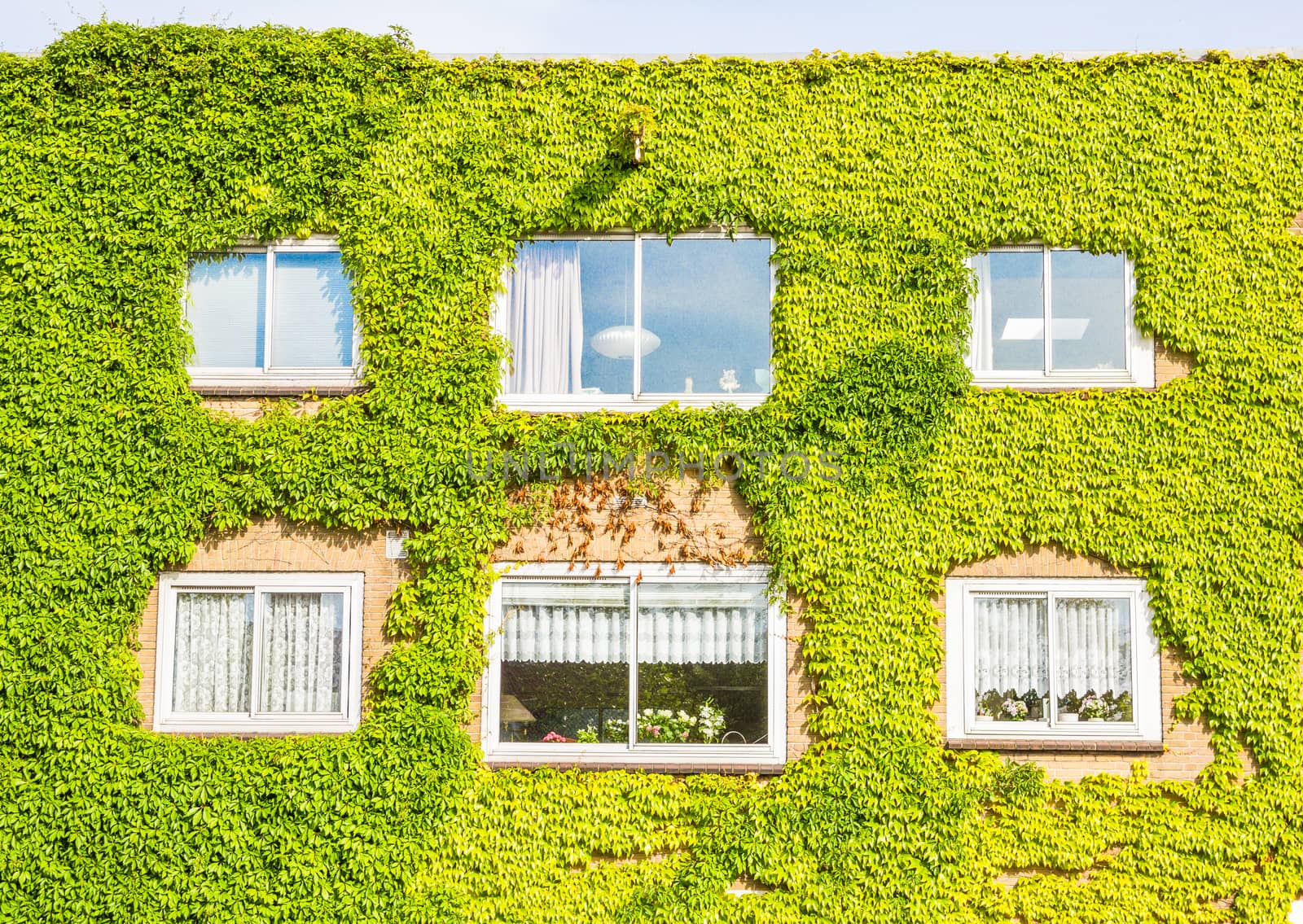 Ecological building with the wall full of plants by gianliguori