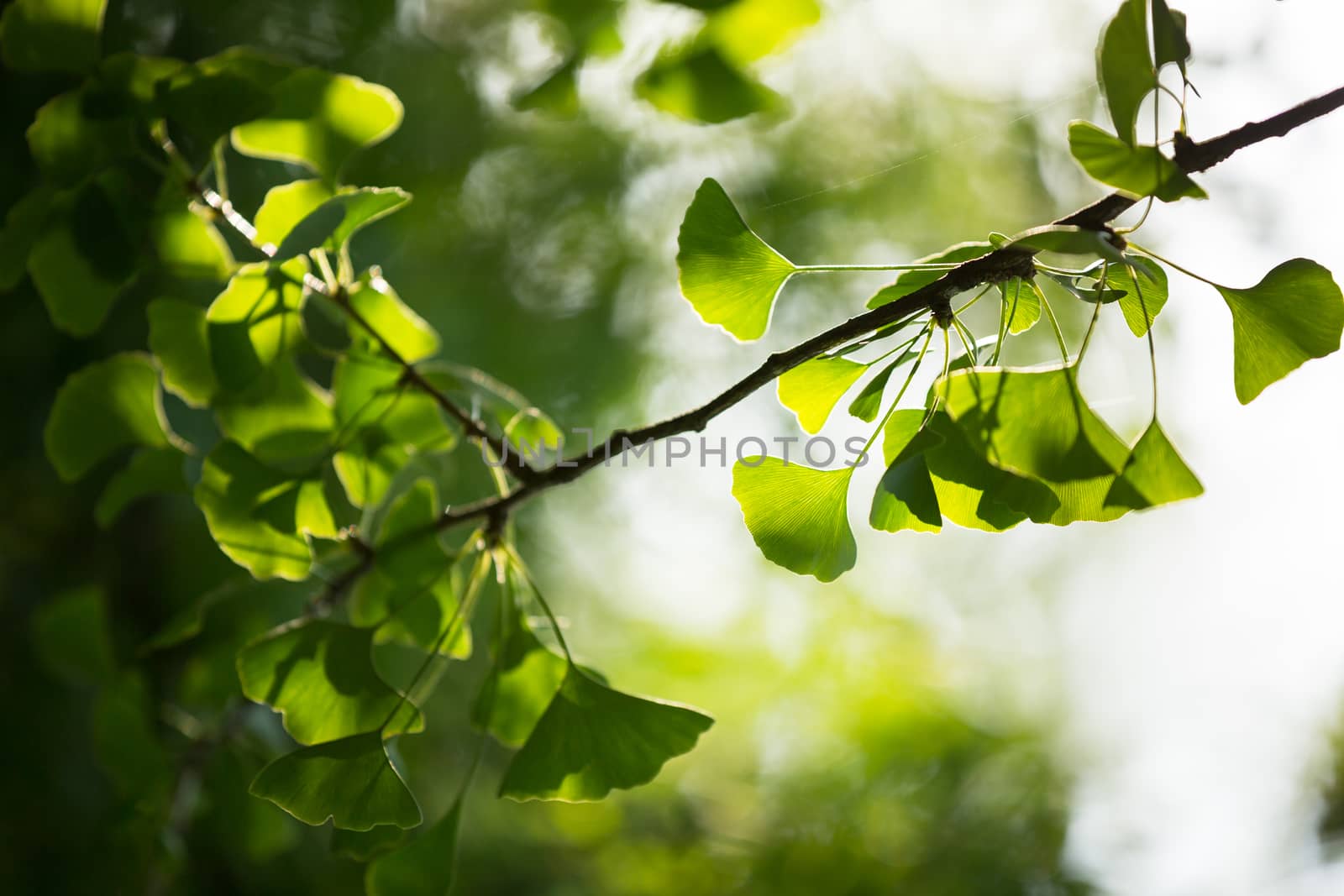 Ginkgo biloba tree branch with leafs by viktor_cap